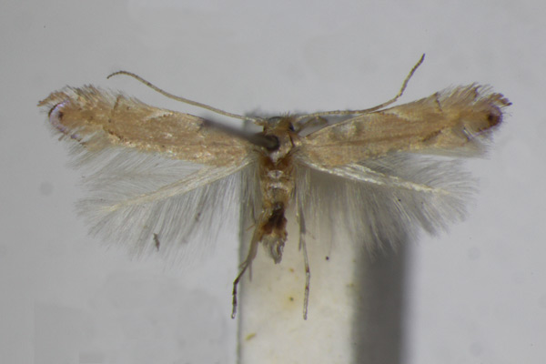 /filer/webapps/moths_gc/media/images/D/delitella_Phyllonorycter_A_ZSM_3.jpg