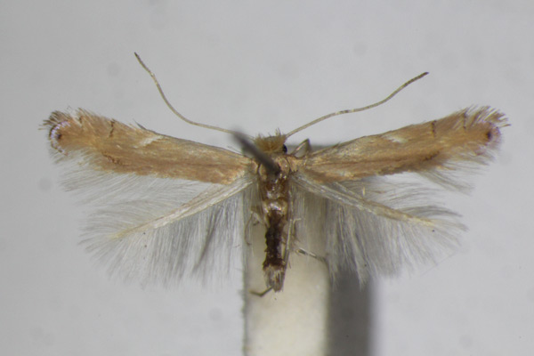 /filer/webapps/moths_gc/media/images/D/delitella_Phyllonorycter_A_ZSM_4.jpg