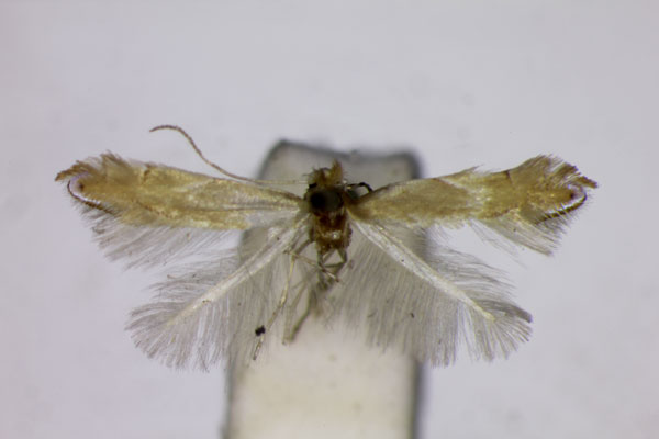 /filer/webapps/moths_gc/media/images/D/delitella_Phyllonorycter_ST_BMNH.jpg