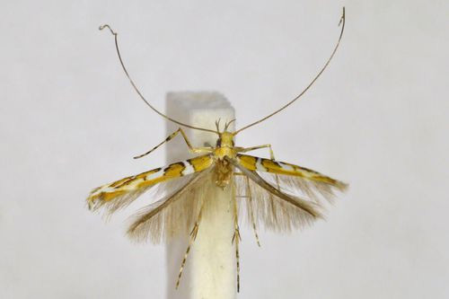 /filer/webapps/moths_gc/media/images/D/delographa_Acrocercops_A_BMNH(E)-1055721.jpg