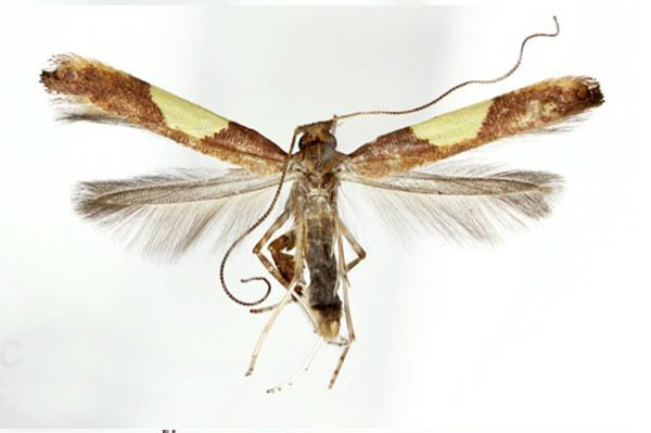 /filer/webapps/moths_gc/media/images/D/dentata_Caloptilia_A_Kim-etal_2022_7.jpg