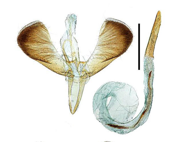 /filer/webapps/moths_gc/media/images/D/dentata_Caloptilia_GM_Kim-etal_2022_4.jpg