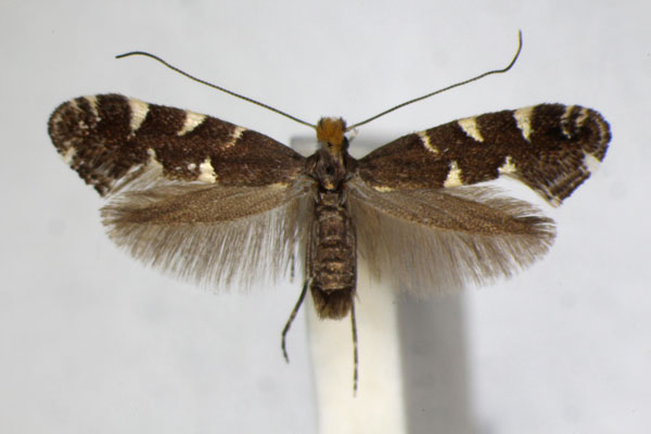 /filer/webapps/moths_gc/media/images/D/denticulella_Callisto_A_ZSM.jpg