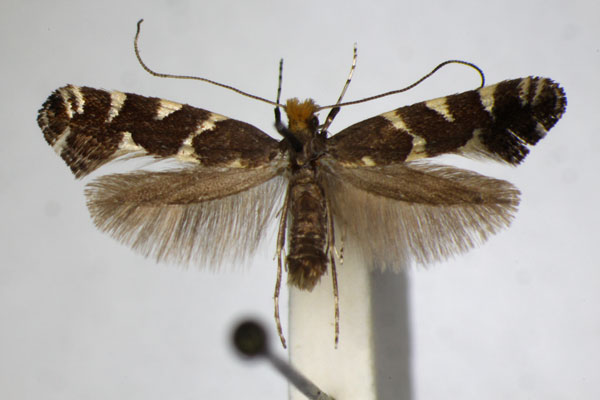 /filer/webapps/moths_gc/media/images/D/denticulella_Callisto_A_ZSM_2.jpg