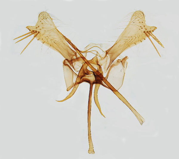 /filer/webapps/moths_gc/media/images/D/denticulella_Callisto_GM_Hall.jpg