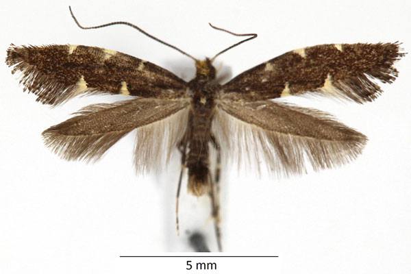 /filer/webapps/moths_gc/media/images/D/denticulella_Caloptilia_RBINS.jpg