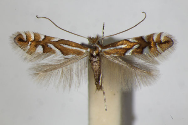 /filer/webapps/moths_gc/media/images/D/deschkai_Phyllonorycter_A_ZSM_2.jpg