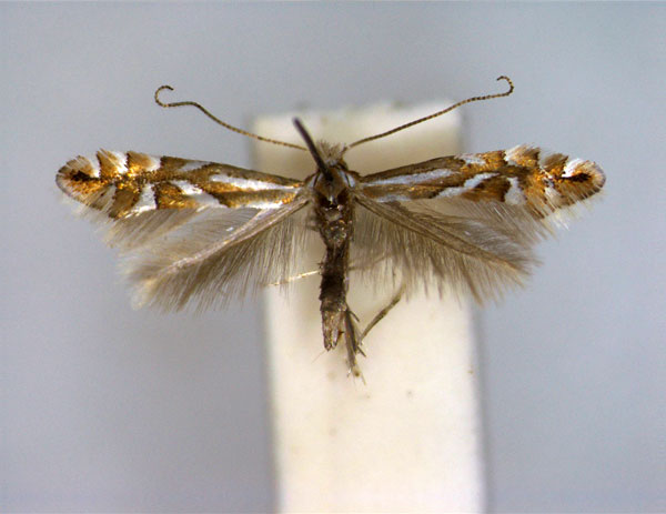 /filer/webapps/moths_gc/media/images/D/deschkai_Phyllonorycter_PT_EIHU_male.jpg