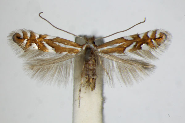 /filer/webapps/moths_gc/media/images/D/deschkai_Phyllonorycter_PT_ZSM.jpg