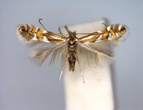 /filer/webapps/moths_gc/media/images/D/deschkai_Phyllonorycter_PT_female.jpg