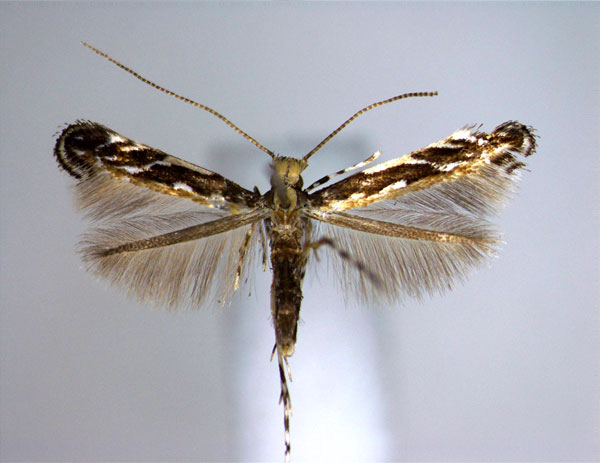 /filer/webapps/moths_gc/media/images/D/desmodiella_Liocrobyla_A_EIHU_New.jpg