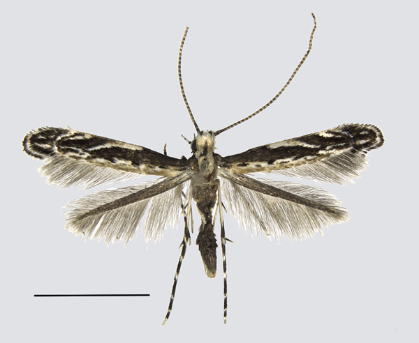 /filer/webapps/moths_gc/media/images/D/desmodiella_Liocrobyla_A_Liu-et-al_2018_307.jpg