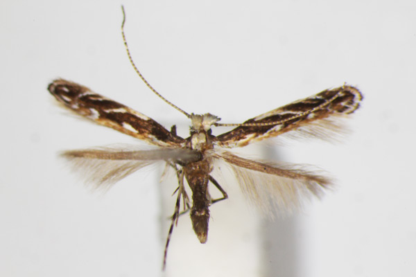 /filer/webapps/moths_gc/media/images/D/desmodiella_Liocrobyla_A_ZSM_New.jpg