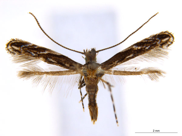 /filer/webapps/moths_gc/media/images/D/desmodiella_Liocrobyla_F6_ANIC.jpg
