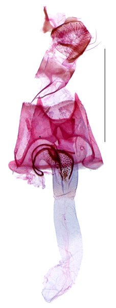 /filer/webapps/moths_gc/media/images/D/desmodiella_Liocrobyla_GF_Liu-et-al_2018_310.jpg