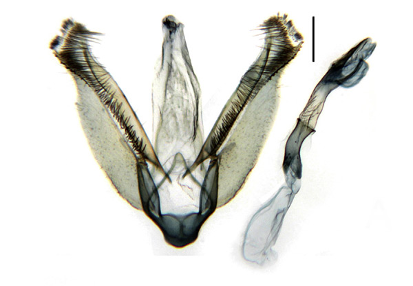 /filer/webapps/moths_gc/media/images/D/desmodiella_Liocrobyla_GM_Kim-et-Byun_2019_446.jpg