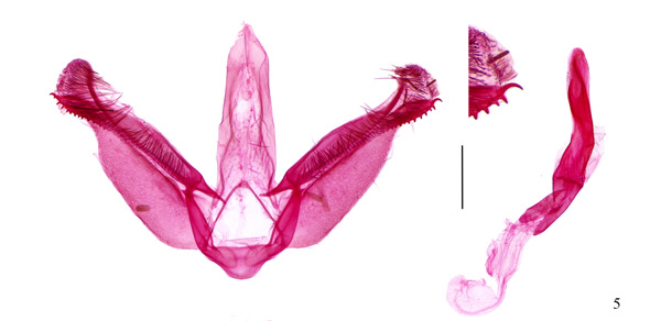 /filer/webapps/moths_gc/media/images/D/desmodiella_Liocrobyla_GM_Liu-et-al_2018_308.jpg