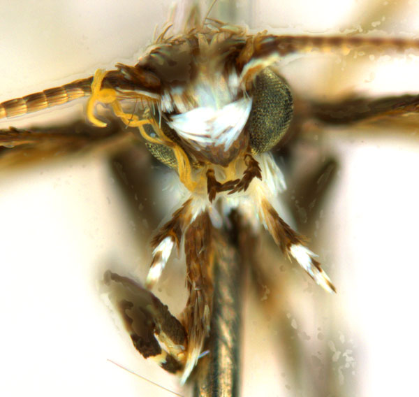 /filer/webapps/moths_gc/media/images/D/desmodiella_Liocrobyla_M1_head1_ANIC.jpg