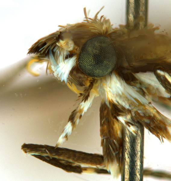 /filer/webapps/moths_gc/media/images/D/desmodiella_Liocrobyla_M1_head2_ANIC.jpg