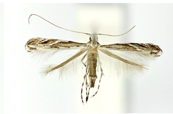/filer/webapps/moths_gc/media/images/D/desmodiella_Liocrobyla_M_Kim_etal_2023.jpg