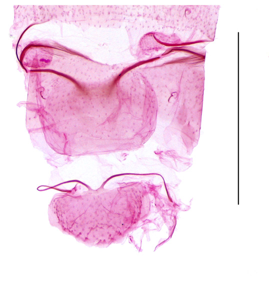/filer/webapps/moths_gc/media/images/D/desmodiella_Liocrobyla_abdomenLiu-et-al_2018_309.jpg