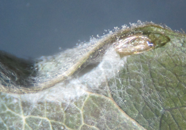/filer/webapps/moths_gc/media/images/D/desmodiella_Liocrobyla_pupa_Liu-et-al_2018_311.jpg