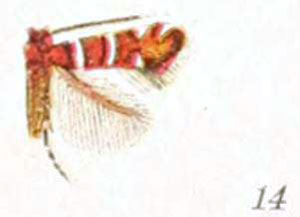/filer/webapps/moths_gc/media/images/D/desmodiella_Porphyrosela_A_Braun_24-14.jpg