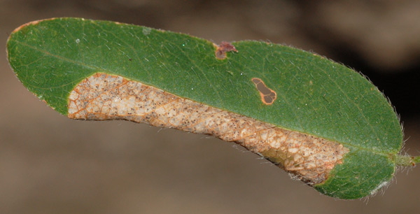 /filer/webapps/moths_gc/media/images/D/desmodiella_Porphyrosela_M_Eiseman_01.jpg