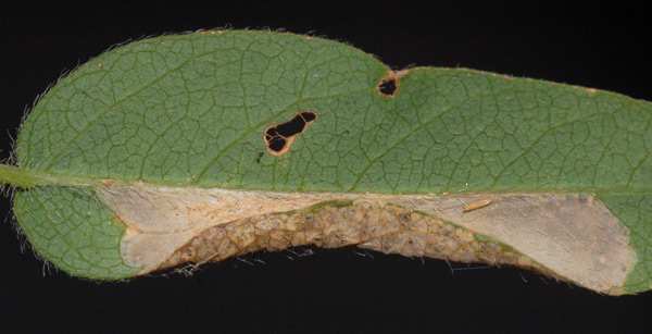 /filer/webapps/moths_gc/media/images/D/desmodiella_Porphyrosela_M_Eiseman_02.jpg