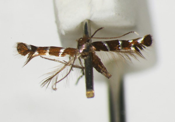 /filer/webapps/moths_gc/media/images/D/desmodiella_Porphyrosela_ST_1479546_BMNH.jpg