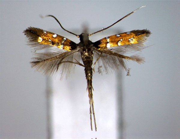 /filer/webapps/moths_gc/media/images/D/desmodii_Hyloconis_A_EIHU.jpg