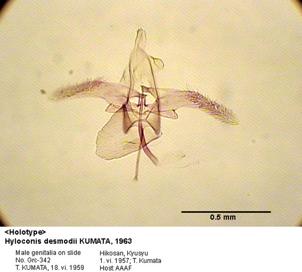 /filer/webapps/moths_gc/media/images/D/desmodii_Hyloconis_GM_HT_342_EIHU.jpg