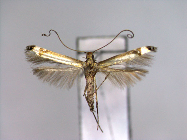/filer/webapps/moths_gc/media/images/D/deversa_Eteoryctis_A_EIHUb_.jpg