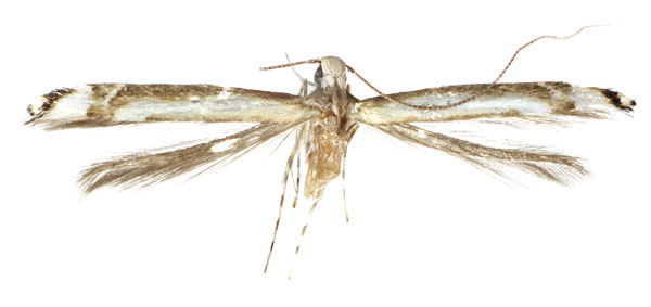 /filer/webapps/moths_gc/media/images/D/deversa_Eteoryctis_Kim-et-Byun_2022_404.jpg