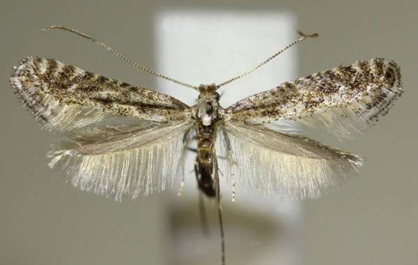 /filer/webapps/moths_gc/media/images/D/devoniella_Parornix_Hellers_2017_138.jpg