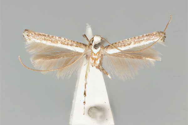 /filer/webapps/moths_gc/media/images/D/dialeuca_Toowoomba_LT_ANIC31-075717_dorsal.jpg
