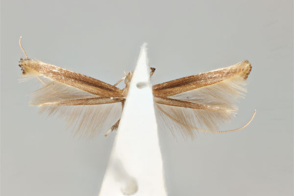 /filer/webapps/moths_gc/media/images/D/dialeuca_Toowoomba_LT_ANIC31-075717_ventral.jpg