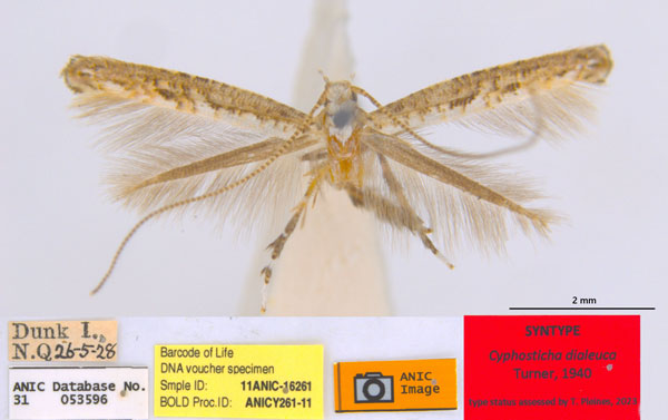 /filer/webapps/moths_gc/media/images/D/dialeuca_Toowoomba_PLT_ANIC.jpg