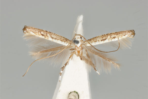 /filer/webapps/moths_gc/media/images/D/dialeuca_Toowoomba_PLT_ANIC31-053596_dorsal.jpg