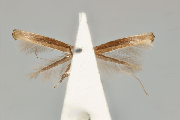 /filer/webapps/moths_gc/media/images/D/dialeuca_Toowoomba_PLT_ANIC31-053596_ventral.jpg