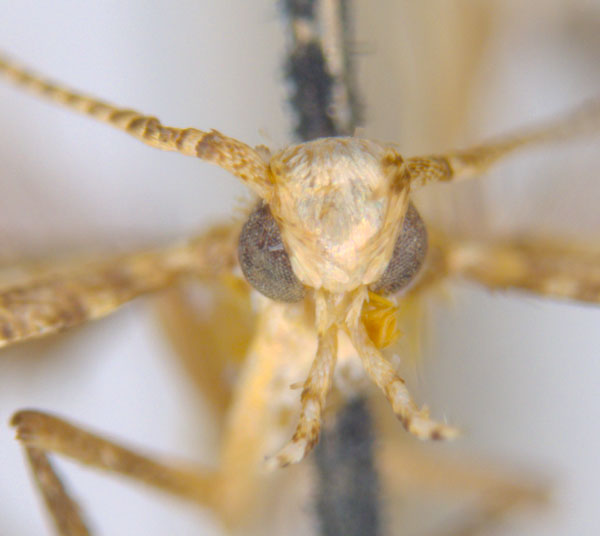/filer/webapps/moths_gc/media/images/D/dialeuca_Toowoomba_PLT_head_ANIC.jpg