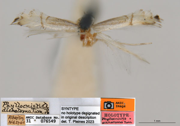 /filer/webapps/moths_gc/media/images/D/dichotoma_Phyllocnistis_ST1_ANIC.jpg
