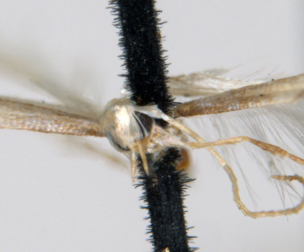 /filer/webapps/moths_gc/media/images/D/dichotoma_Phyllocnistis_ST1_head_ANIC.jpg