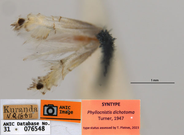 /filer/webapps/moths_gc/media/images/D/dichotoma_Phyllocnistis_ST2_ANIC.jpg
