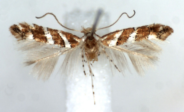 /filer/webapps/moths_gc/media/images/D/didymopa_Phyllonorycter_AF_RMCA.jpg