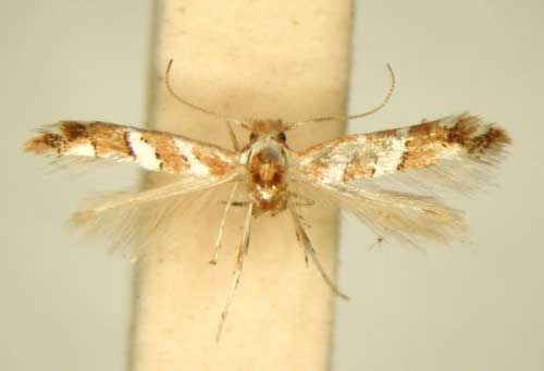 /filer/webapps/moths_gc/media/images/D/didymopa_Phyllonorycter_HT_TMSA6494.jpg