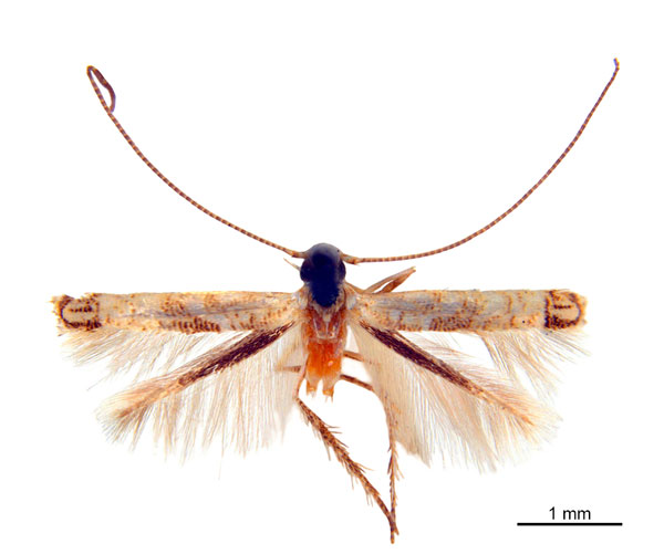 /filer/webapps/moths_gc/media/images/D/didymosticha_Cuphodes_LT_ANIC-31-087189_ANIC.jpg