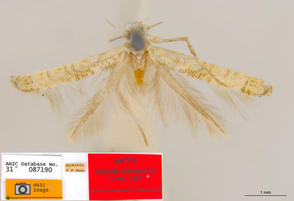/filer/webapps/moths_gc/media/images/D/didymosticha_Cuphodes_PLT_ANIC.jpg