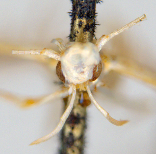 /filer/webapps/moths_gc/media/images/D/didymosticha_Cuphodes_PLT_head_ANIC.jpg