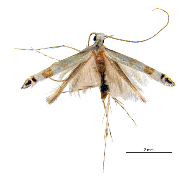 /filer/webapps/moths_gc/media/images/D/digitata_Dondavisia_HT_De-Prins-etal_2025_278.jpg